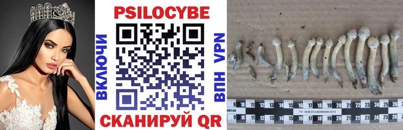 Псилоцибиновые грибы Psilocybe  купить наркотики сайты  Малая Вишера 